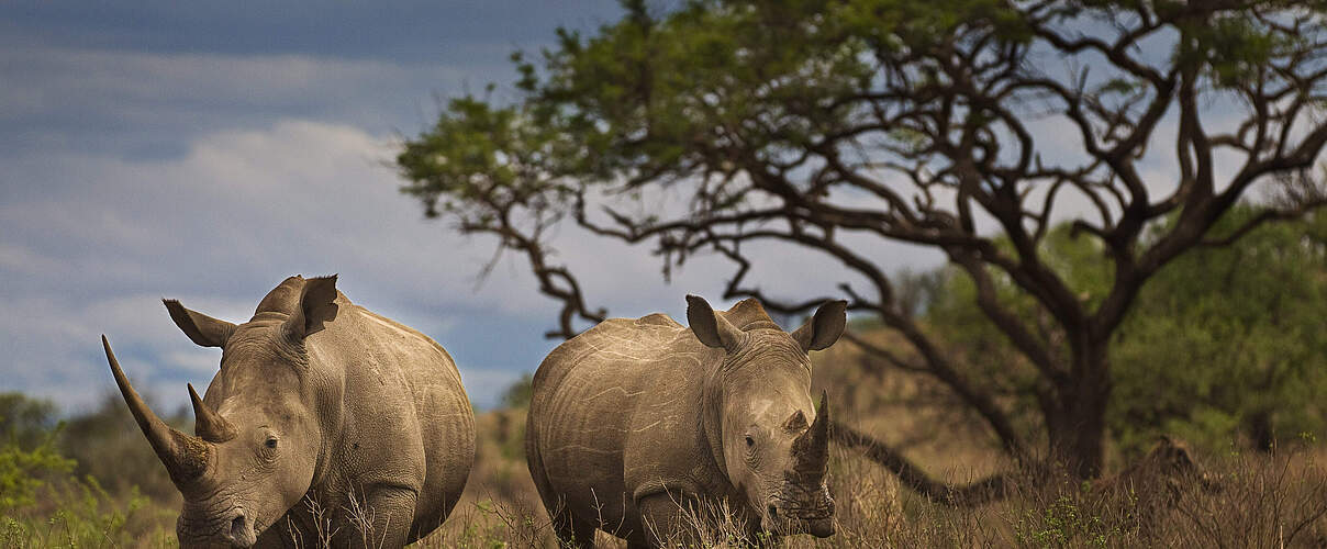 Afrikanische Nashörner © Brent Stirton / Getty Images / WWF-UK