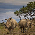Afrikanische Nashörner © Brent Stirton / Getty Images / WWF-UK