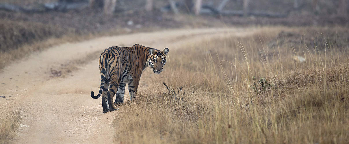 Bengal-Tiger © Ranjan Ramchandani / WWF