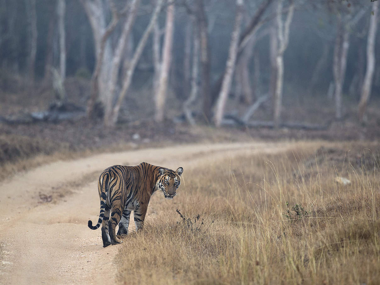 Bengal-Tiger © Ranjan Ramchandani / WWF