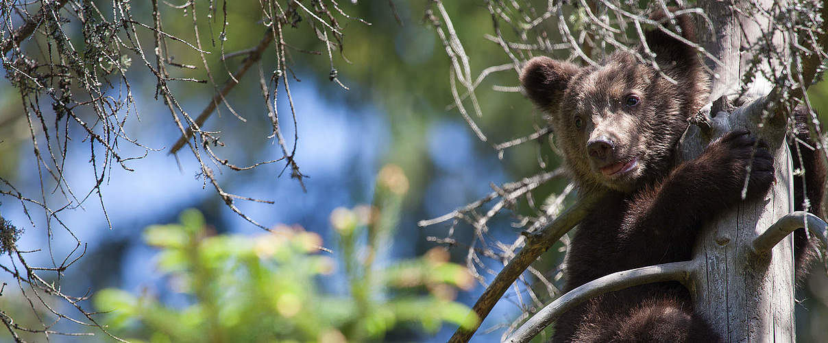 Braunbärchen © WWF Rumänien