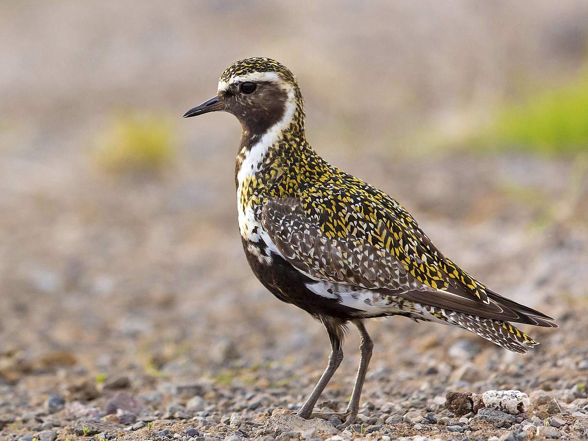 Goldregenpfeifer-Männchen im prächtigen Brutkleid © imago images / blickwinkel