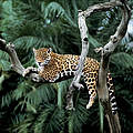 Jaguar in einem Baum © Yves Jacques / REY MILLET / WWF