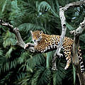 Jaguar in einem Baum © Yves Jacques / REY MILLET / WWF