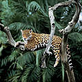 Jaguar in einem Baum © Yves Jacques / REY MILLET / WWF