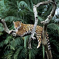 Jaguar in einem Baum © Yves Jacques / REY MILLET / WWF