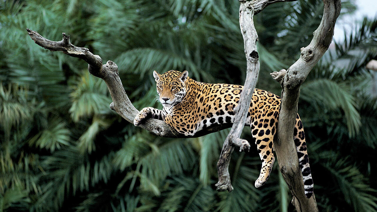 Jaguar in einem Baum © Yves Jacques / REY MILLET / WWF
