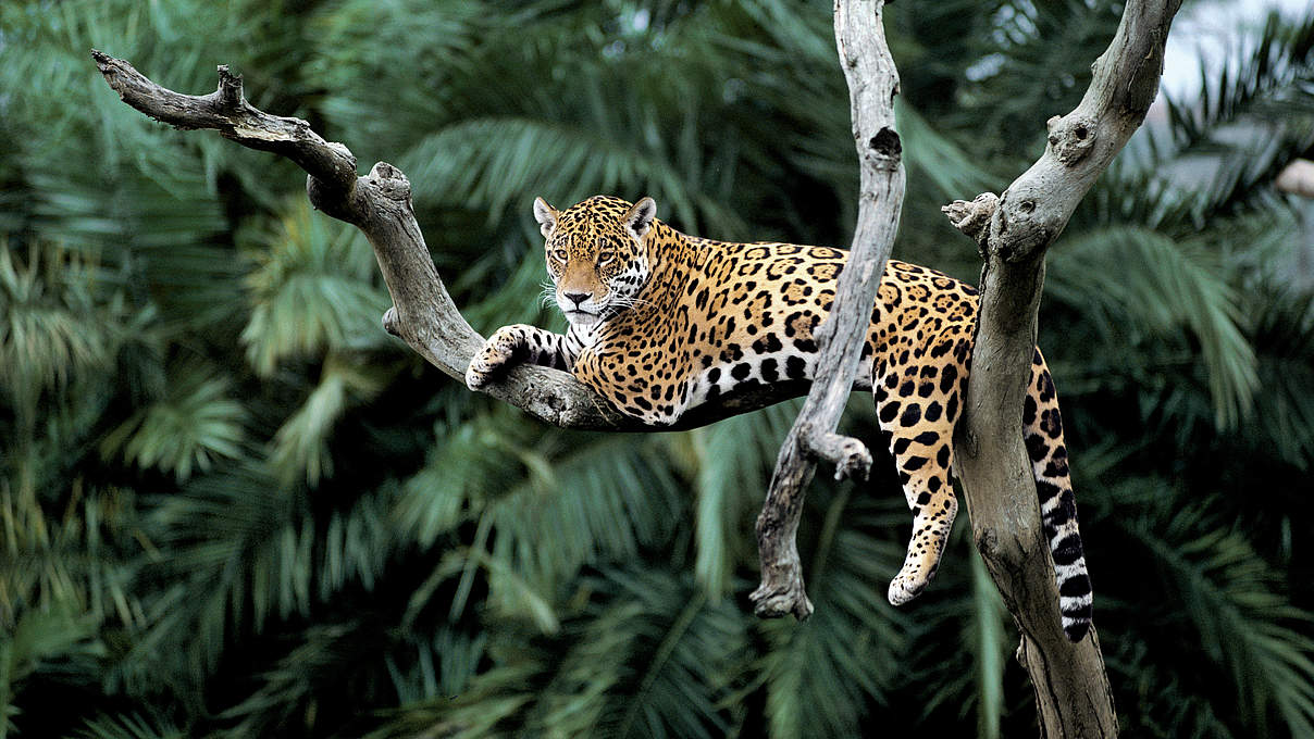 Jaguar in einem Baum © Yves Jacques / REY MILLET / WWF