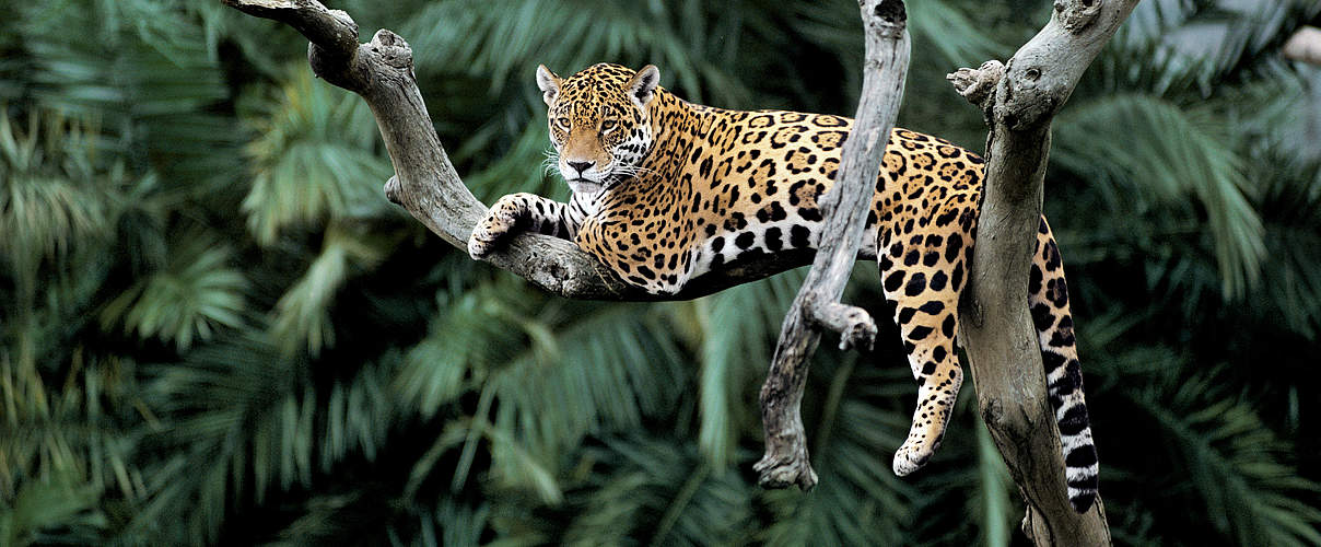 Jaguar in einem Baum © Yves Jacques / REY MILLET / WWF