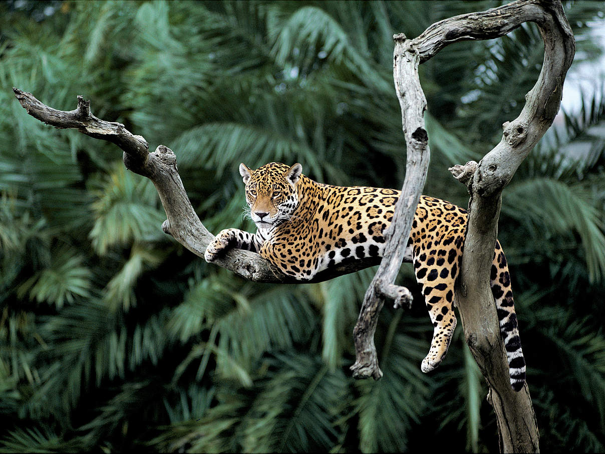 Jaguar in einem Baum © Yves Jacques / REY MILLET / WWF