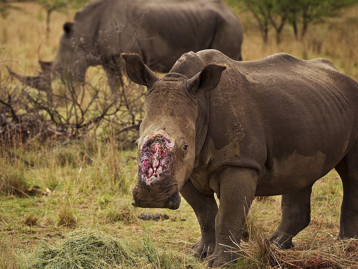Nashorn-Wilderei © Brent Stirton / Getty Images / WWF-UK