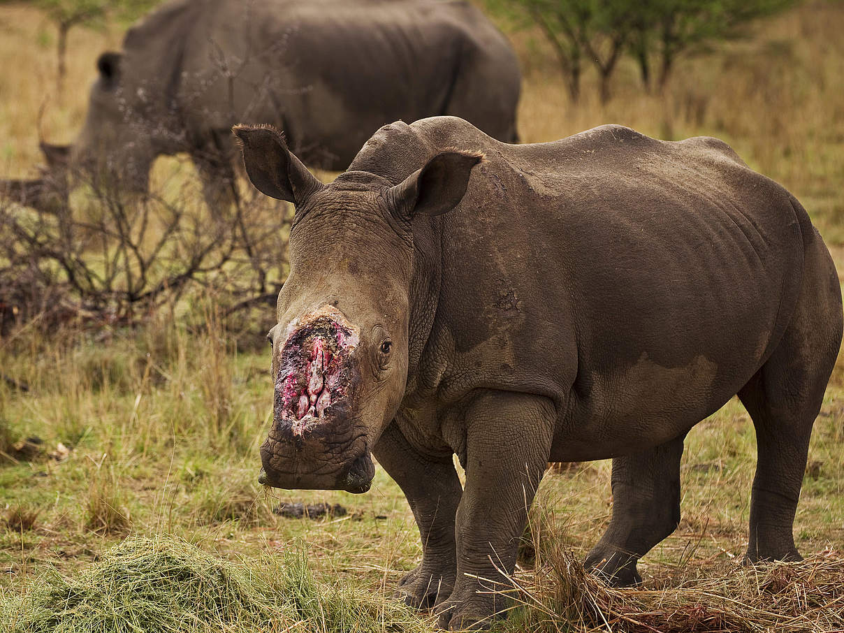 Nashorn-Wilderei © Brent Stirton / Getty Images / WWF-UK Nashorn-Wilderei © Brent Stirton / Getty Images / WWF-UK