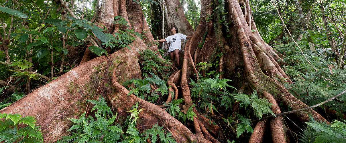 Regenwald auf den Salomonen © Jürgen Freund