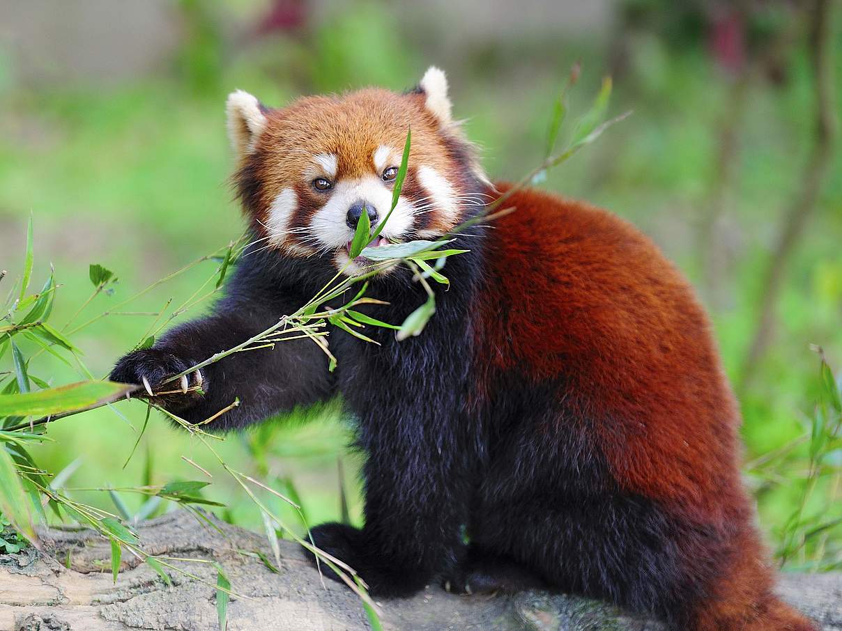Bambus gehört auch auf den Speiseplan des Roten Pandas © iStock GettyImages