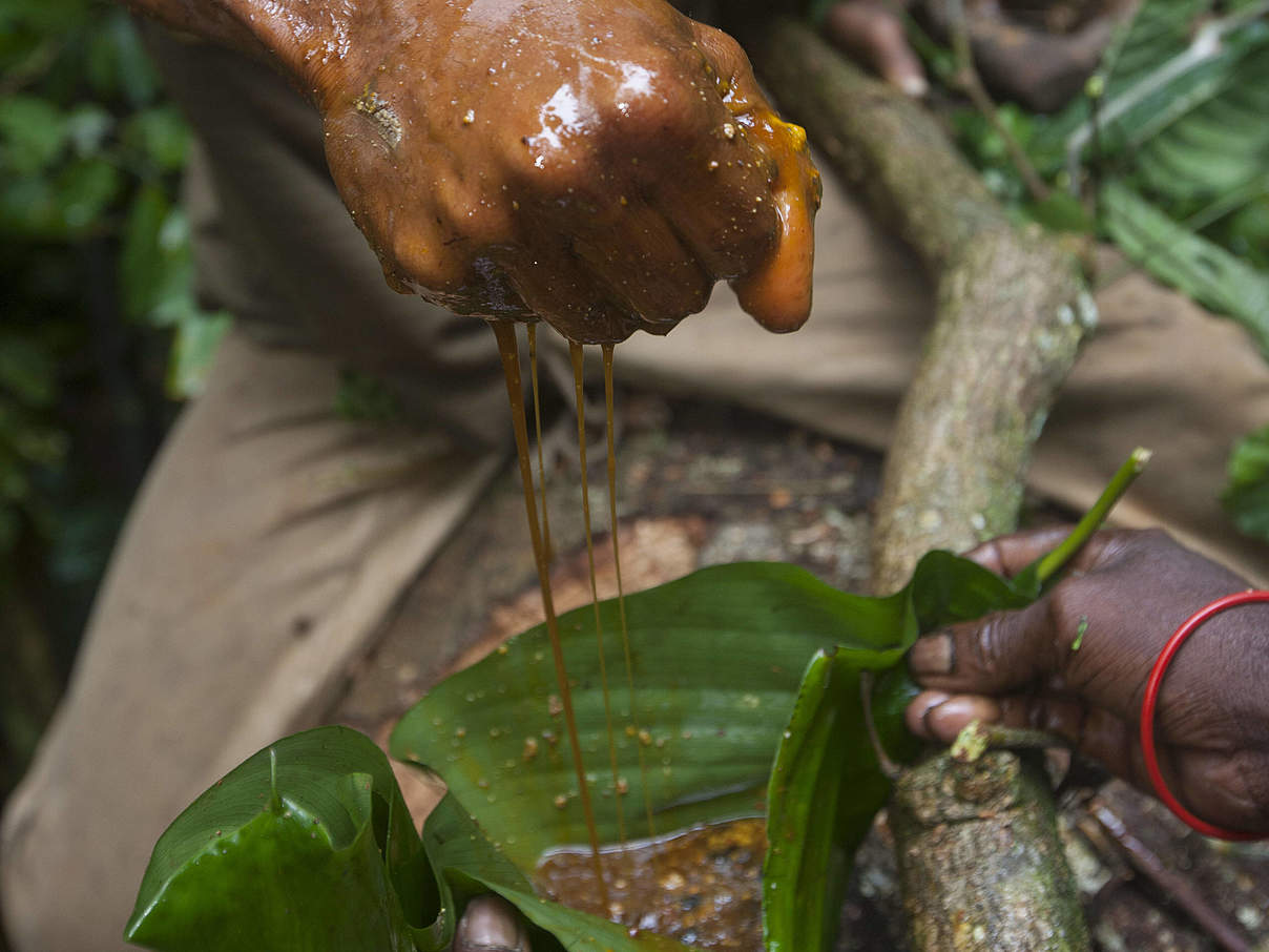 Ein Angehöriger der Baka erntet Honig in Kamerun © imago / Nature Picture Library / Cyril Ruoso