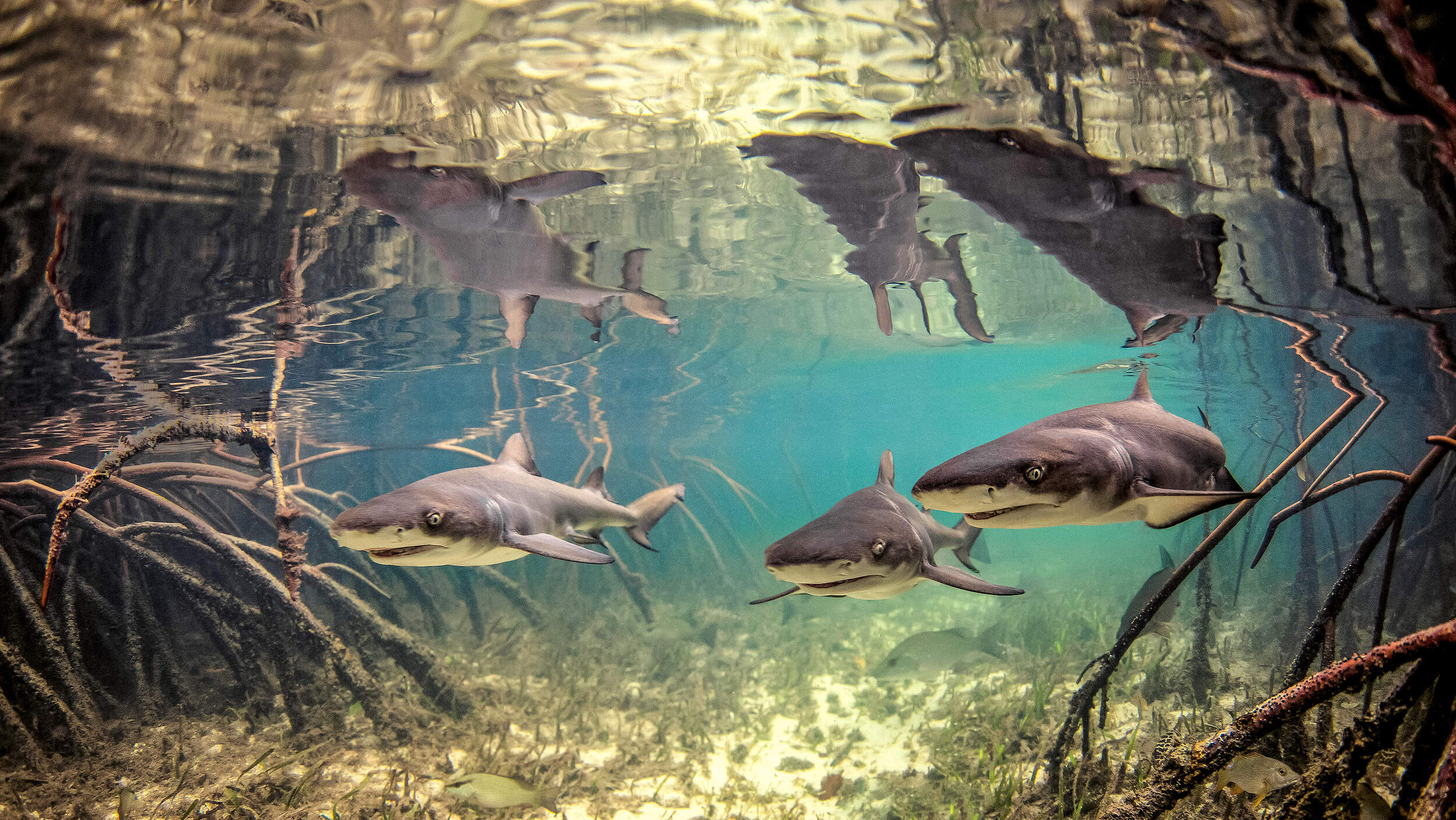 Junge Zitronenhaie in den Gewässern vor den Bahamas © Cultura Creative Ltd / Alamy Stock Photo