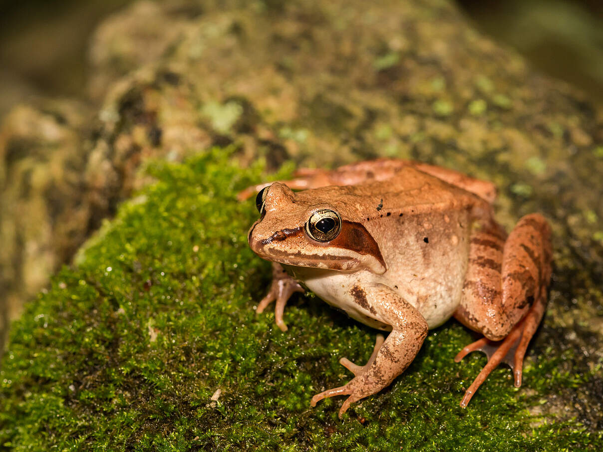 Dieser Waldfrosch verbringt wahre Wunder © imago / Dreamstime
