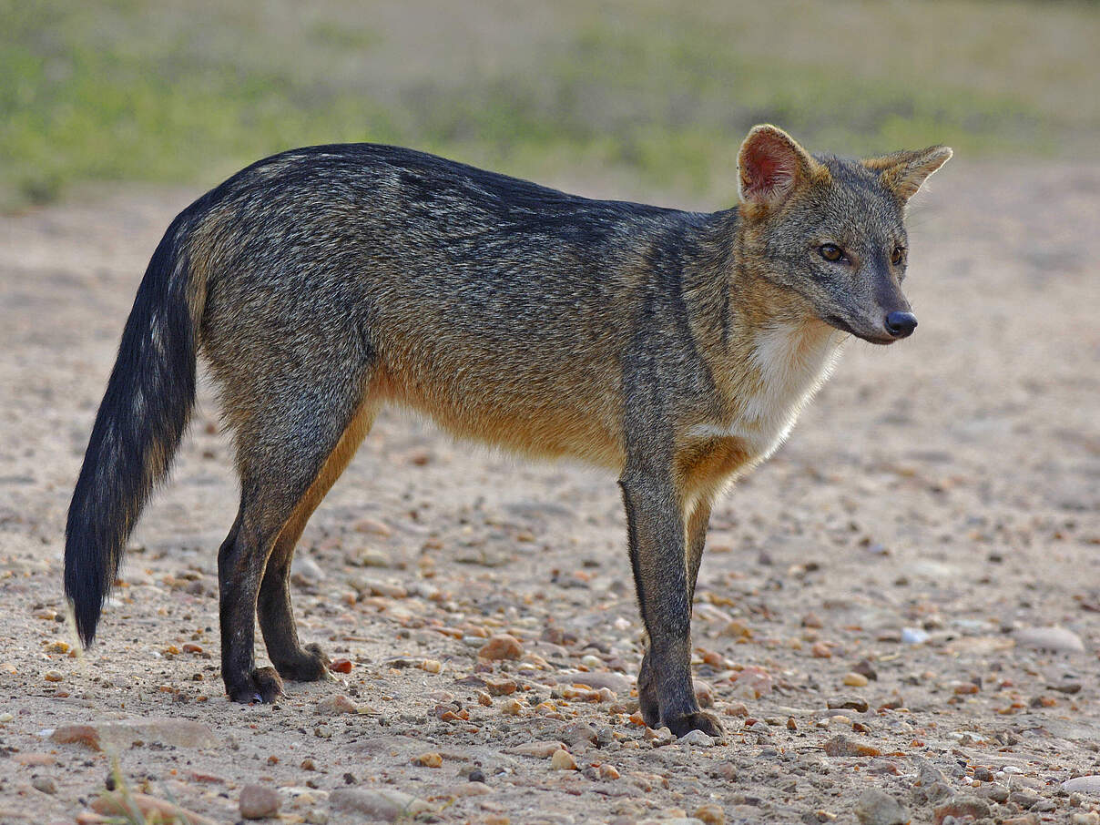Maikong, auch Krabben- oder Savannenfuchs genannt © imago / NaturePictureLibrary / DanielHeuclin