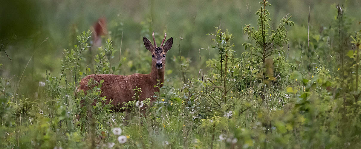 Reh (Capreolus capreolus) im Wald… © Ola Jennersten / WWF-Sweden