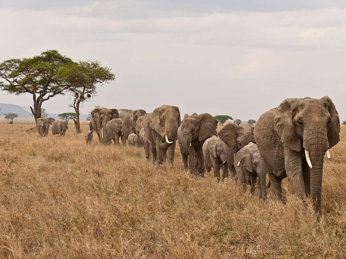 Elefantenherde in Tansania © Donna Archer / WWF