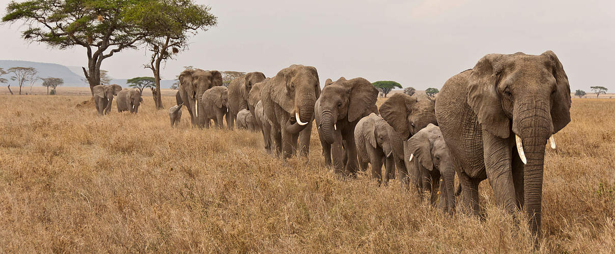 Elefantenherde in Tansania © Donna Archer / WWF