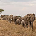 Elefantenherde in Tansania © Donna Archer / WWF