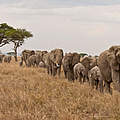 Elefantenherde in Tansania © Donna Archer / WWF
