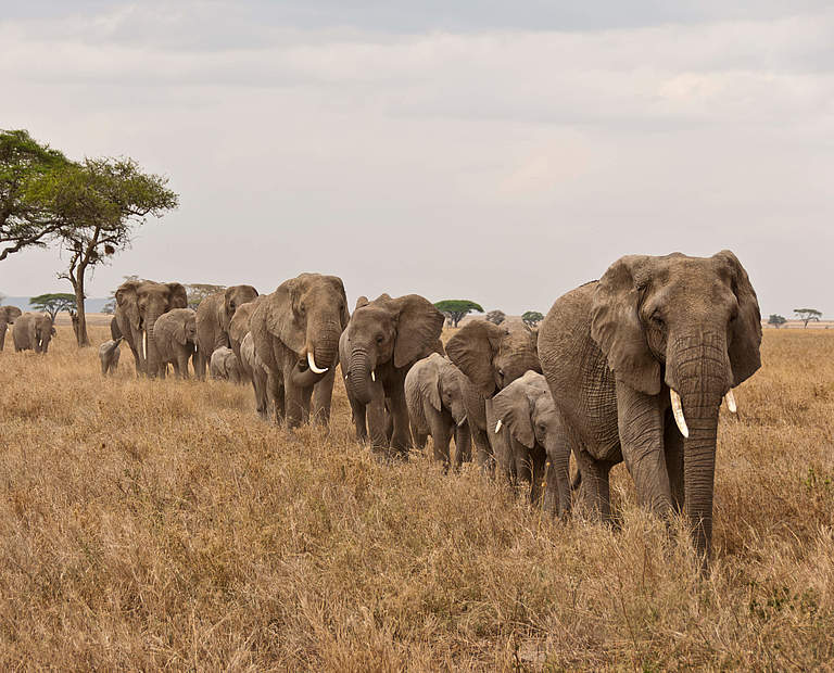 Elefantenherde in Tansania © Donna Archer / WWF