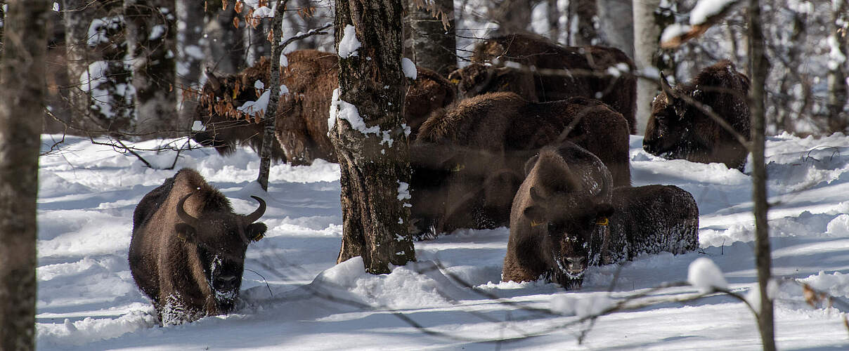Expedition im Januar 2025 zu den Wisenten im Shahdag Nationalpark im Kaukasus © Emil Khalilov / WWF