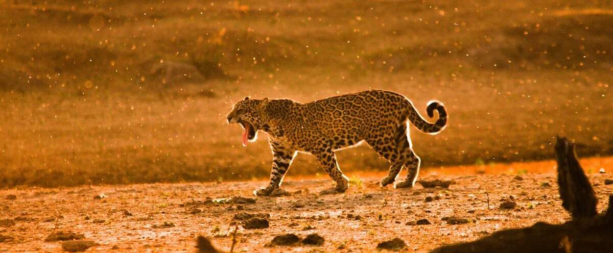 Gähnender Jaguar in Brasilien © Carlos Eduardo Fragoso / WWF-Brazil