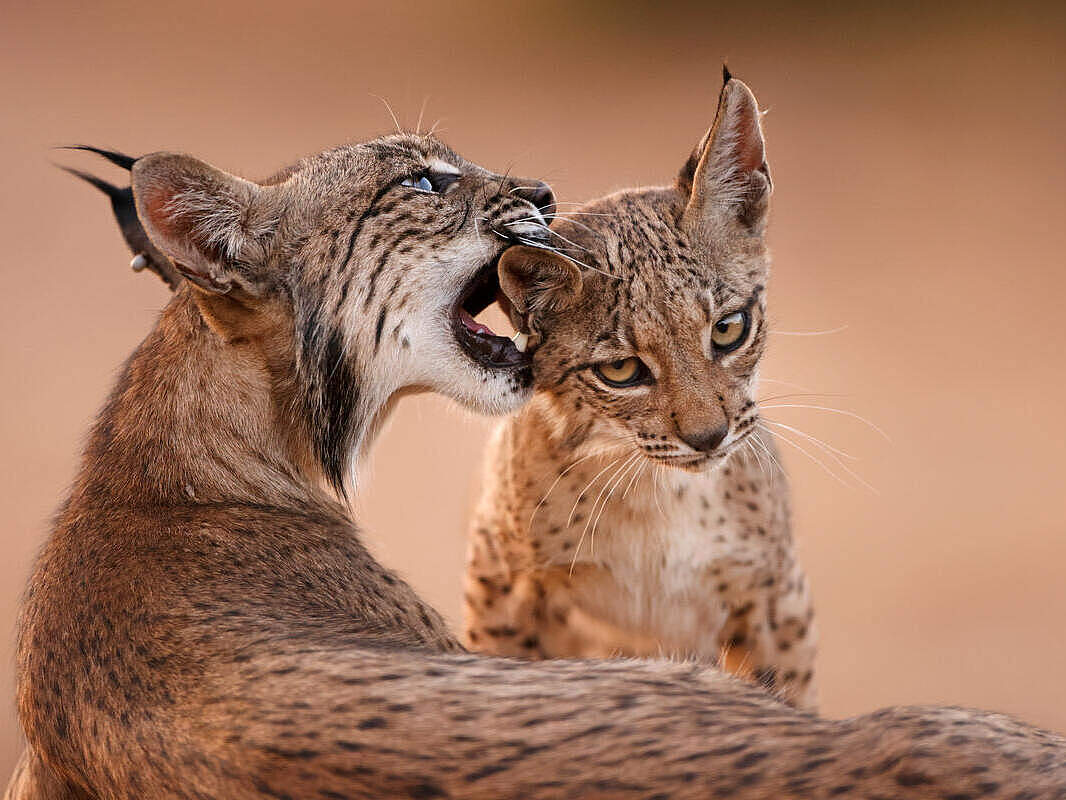 Iberischer Luchs mit Jungtier © Antonio LIÉBANA