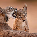 Iberischer Luchs mit Jungtier © Antonio LIÉBANA