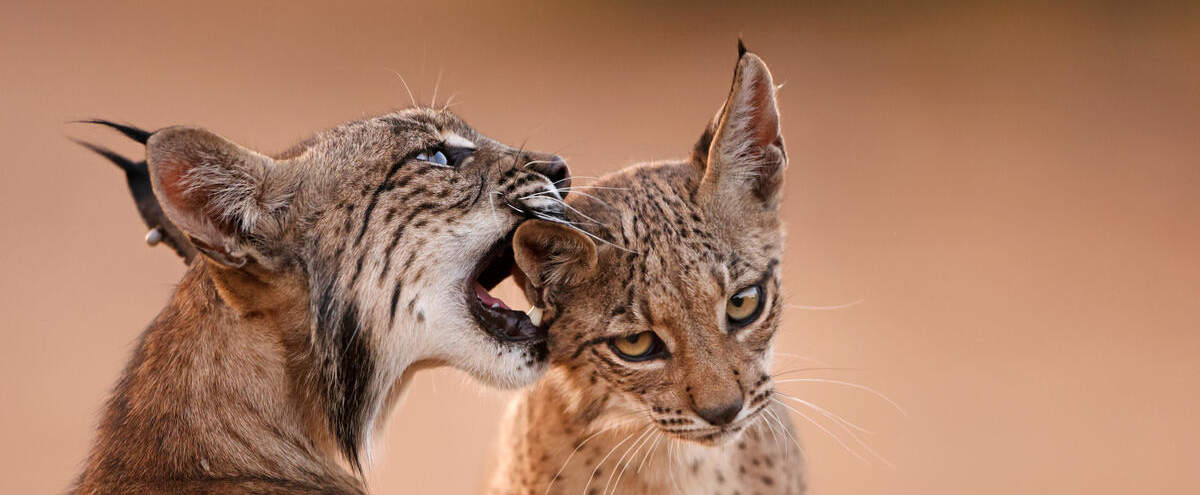 Iberischer Luchs mit Jungtier © Antonio LIÉBANA