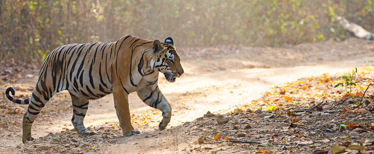 Bengalischer Tiger im Kanha Tigerreservat, Indien © Dipankar Ghose / WWF-India