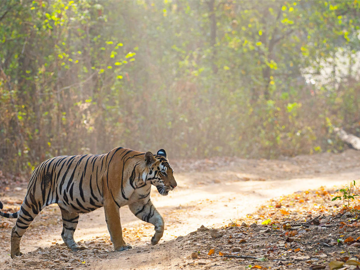 Bengalischer Tiger im Kanha Tigerreservat, Indien © Dipankar Ghose / WWF-India