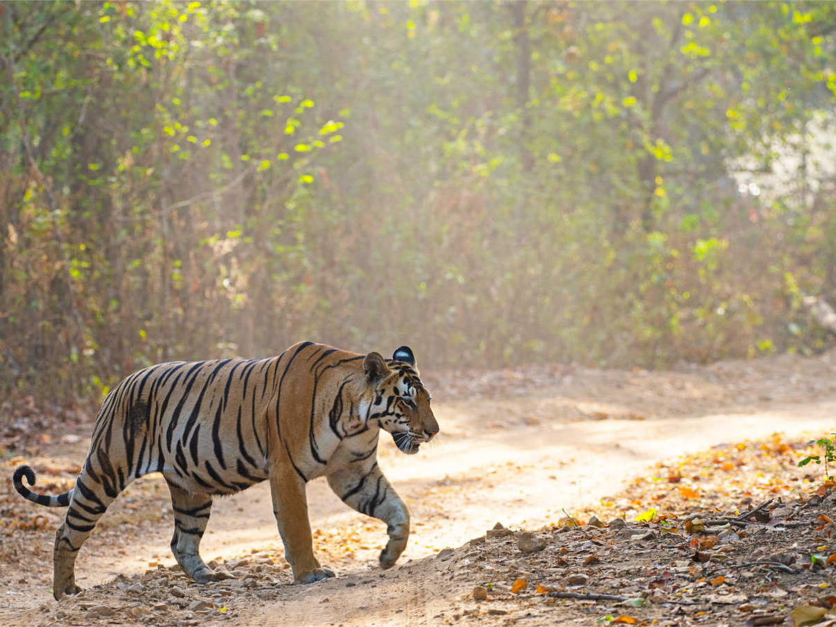 Bengalischer Tiger im Kanha Tigerreservat, Indien © Dipankar Ghose / WWF-India