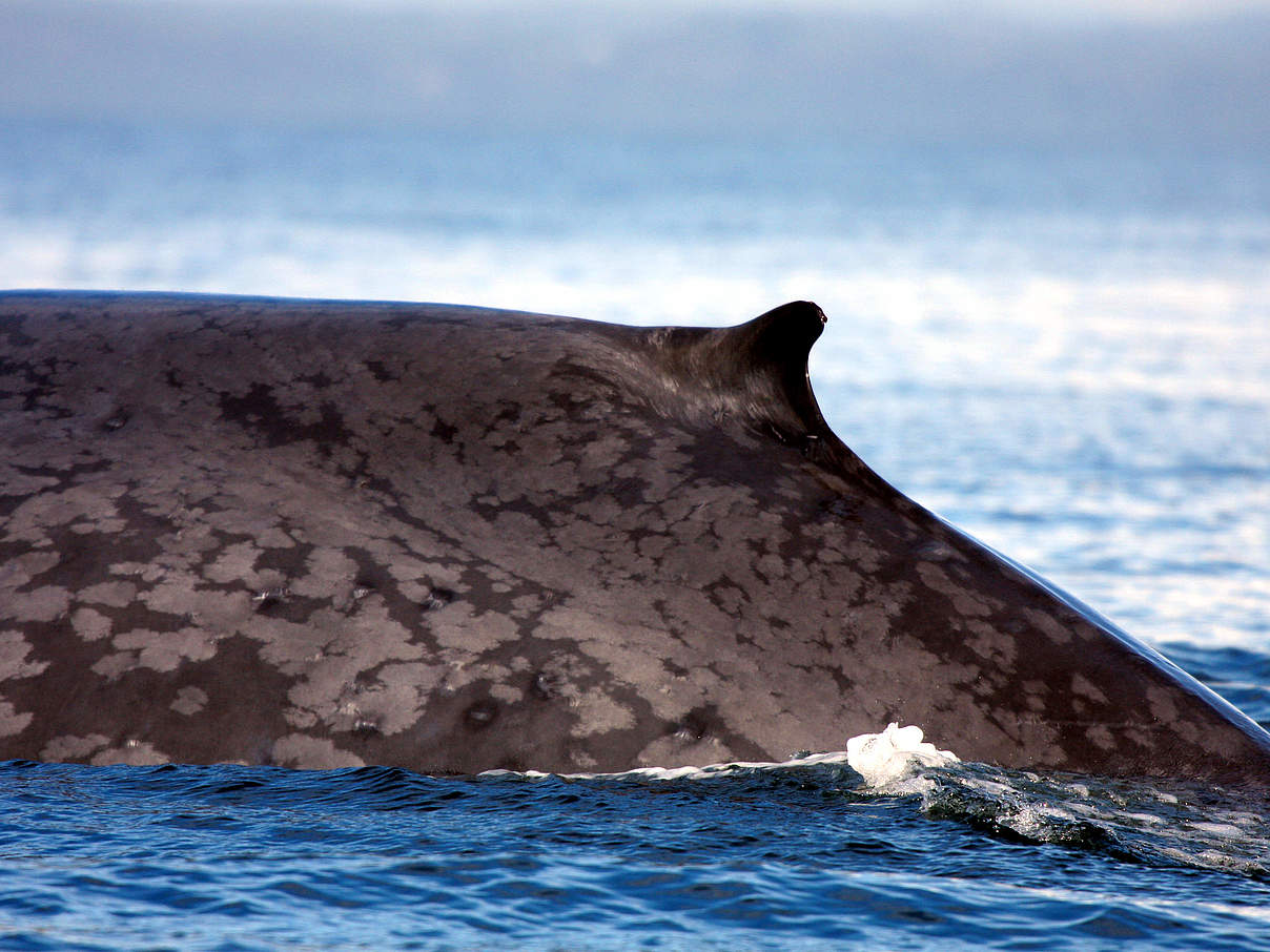 Rückenflosse eines Blauwals © Francisco Viddi / WWF-Chile