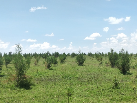 Die im Jahr 2020 gepflanzten Bäume sind jetzt gut etabliert und bereits über 2 m hoch © WWF