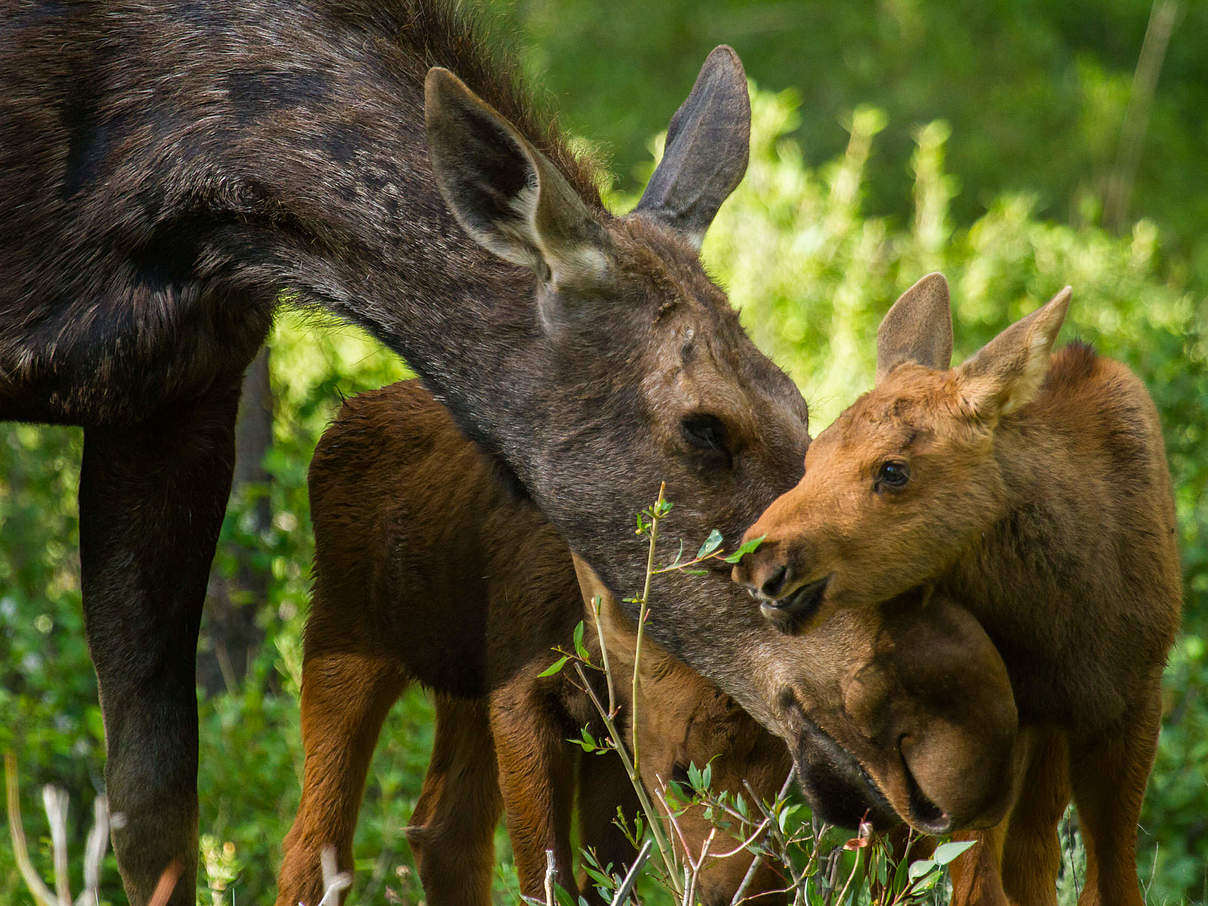 Elchkuh mit Nachwuchs © SBTheGreenMan / iStock / Getty Images