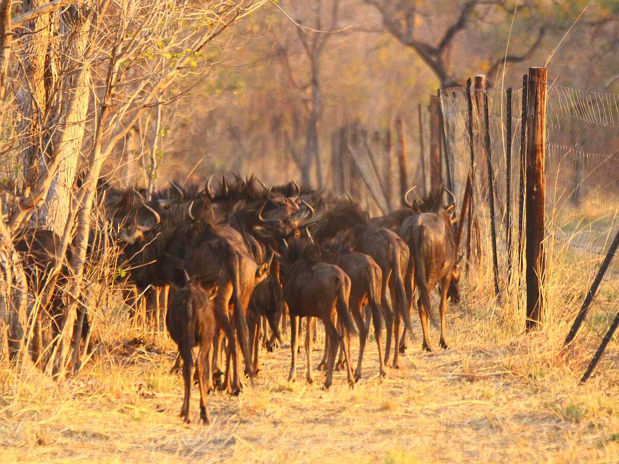 Gnu-Herde im Gewöhnungsgehege im Sioma-Ngwezi-Nationalpark