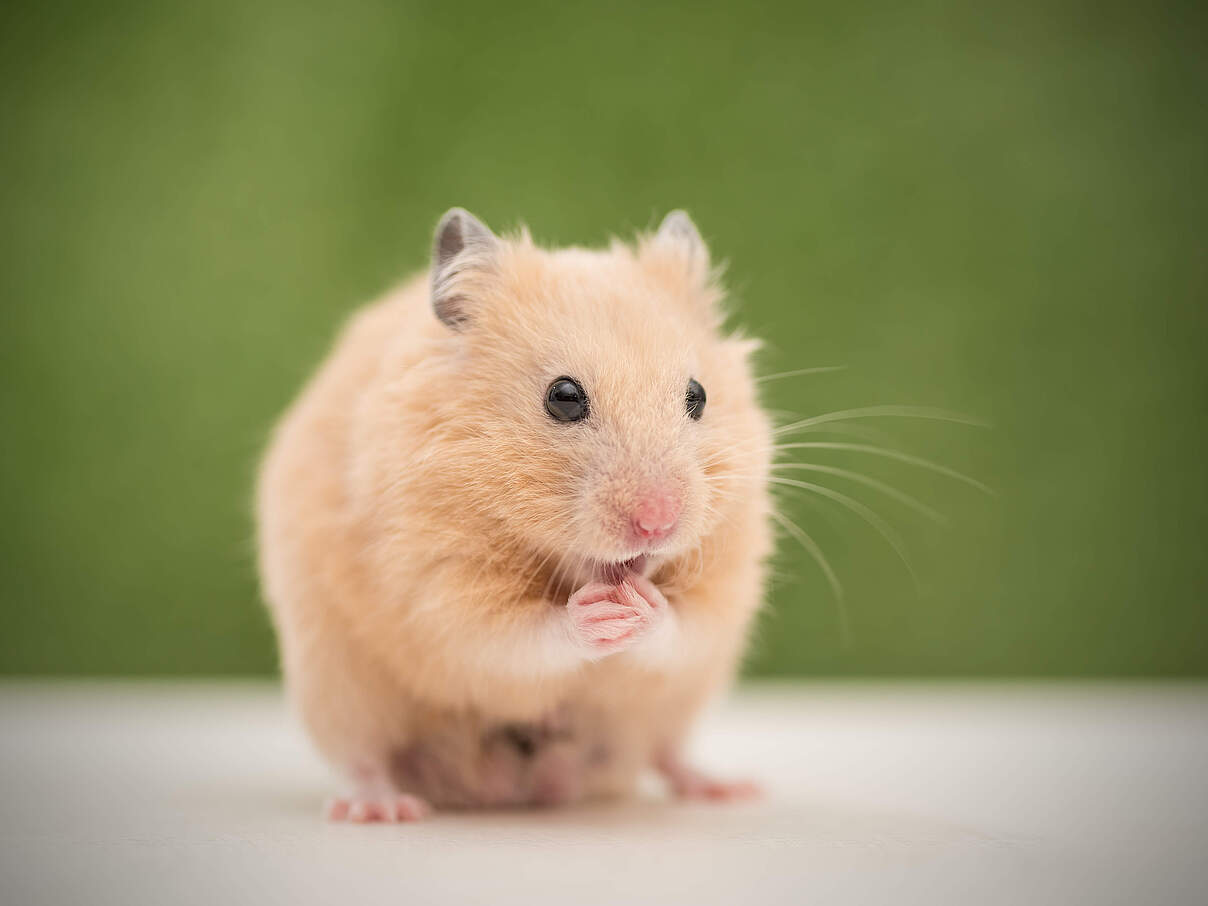 Goldhamster