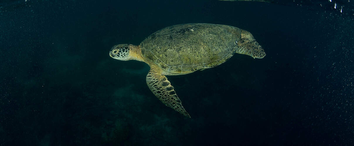 Grüne Meeresschildkroete