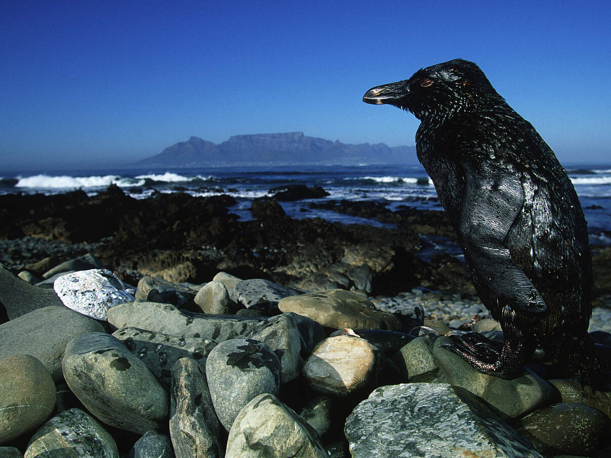 Ölverschmierter Brillenpinguin © Martin Harvey / WWF 