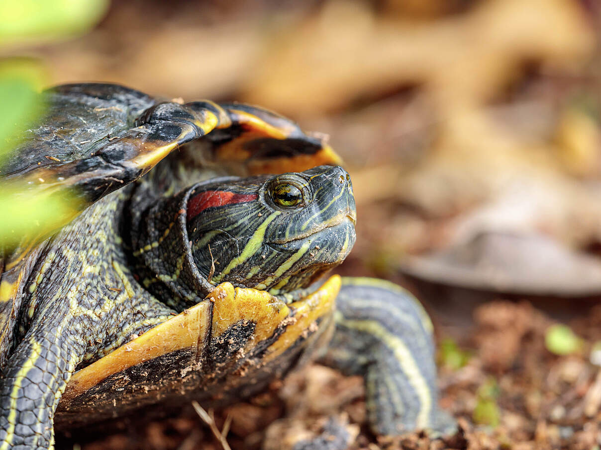 Rotwangen-Schmuckschildkröte