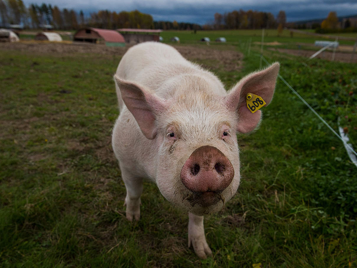 Schwein aus ökologischer Landwirtschaft © Ola Jennersten / WWF Schweden