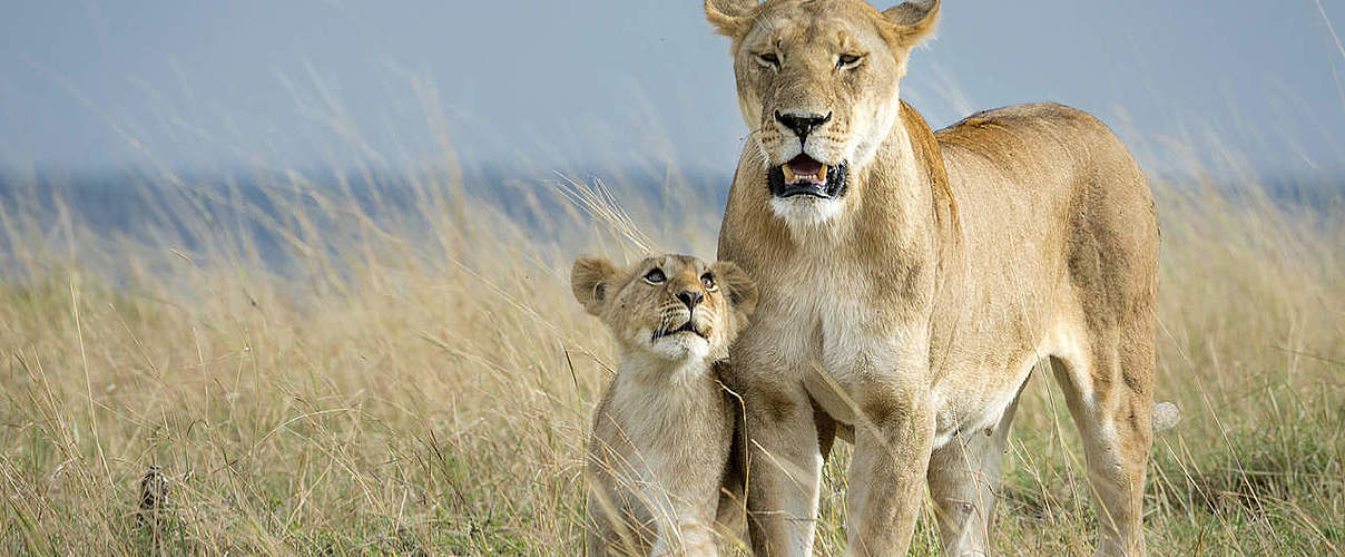Hintergrundbild zu Ihrer Löwen-Patenschaft © Richard Barrett / WWF-UK