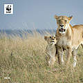 Hintergrundbild zu Ihrer Löwen-Patenschaft © Richard Barrett / WWF-UK