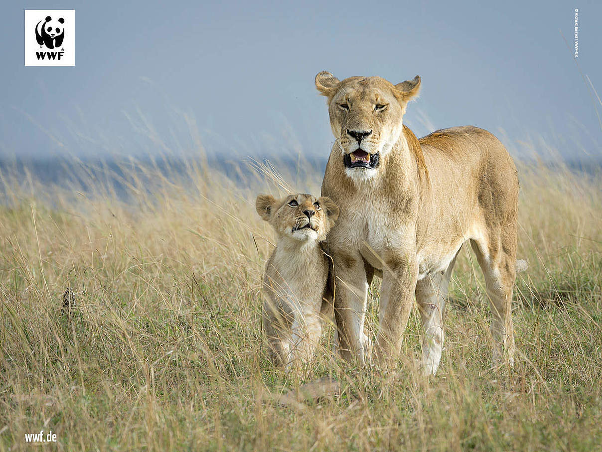 Hintergrundbild zu Ihrer Löwen-Patenschaft © Richard Barrett / WWF-UK