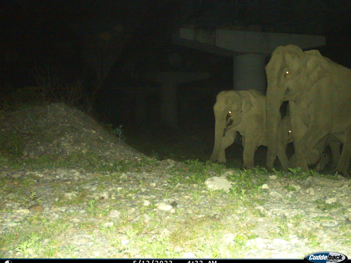 Unterführungen helfen © WWF Indien