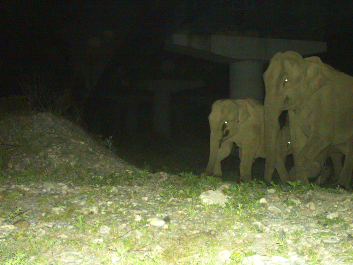 Unterführungen helfen © WWF Indien